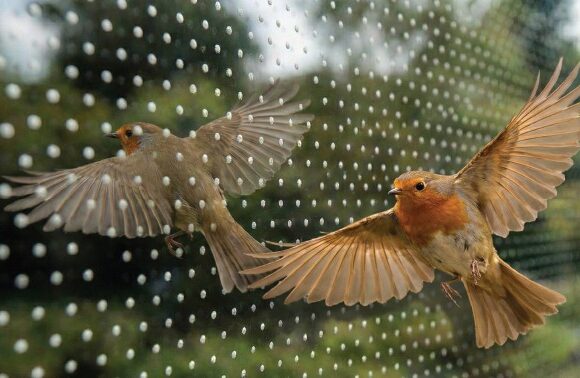 Bird-Friendly Glass